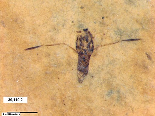 Notonectidae