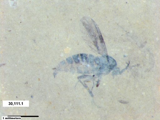 Sciaridae