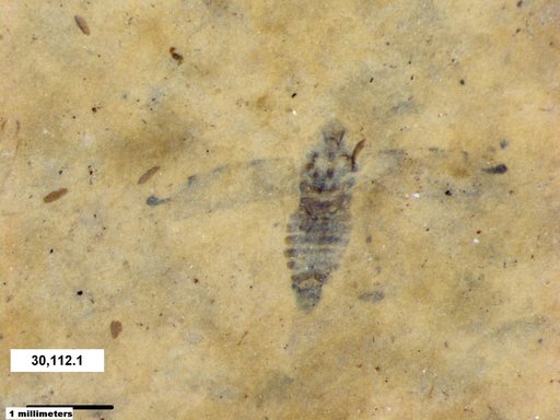 Genus sp
