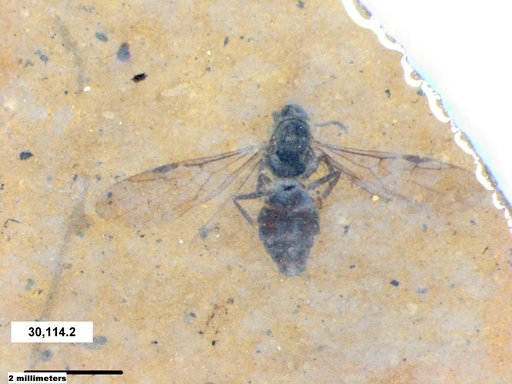 Formicidae