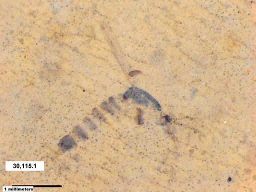 Chaoboridae