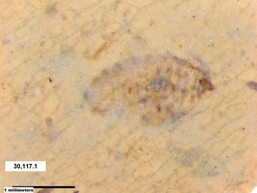 Insecta