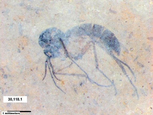 Diptera