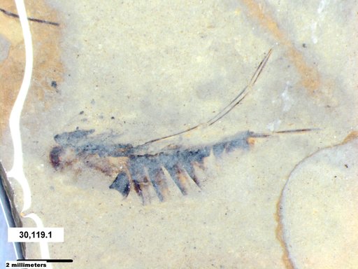 Corixidae