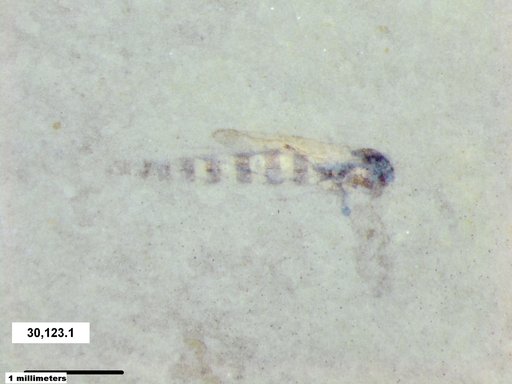 Diptera