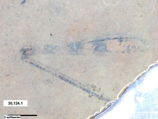 Genus sp