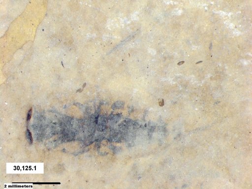 Corixidae