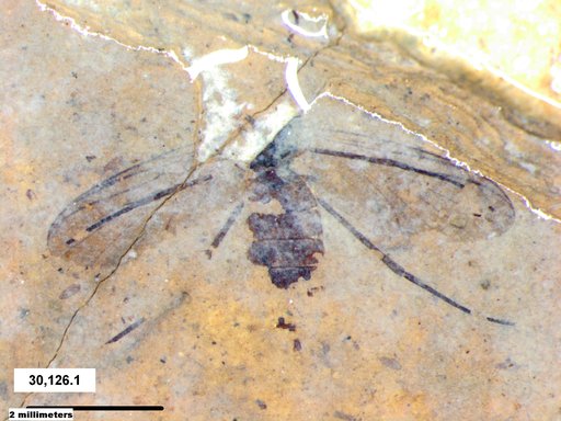 Diptera