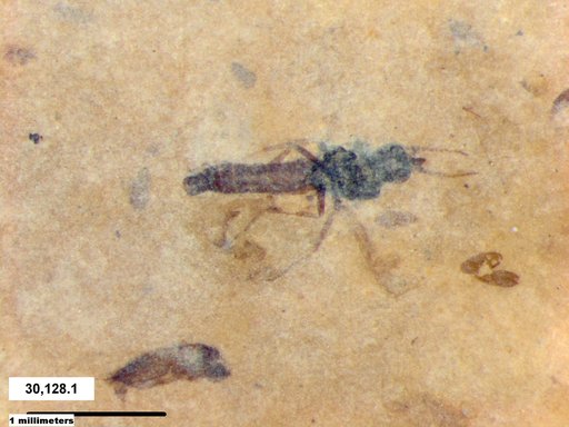 Diptera