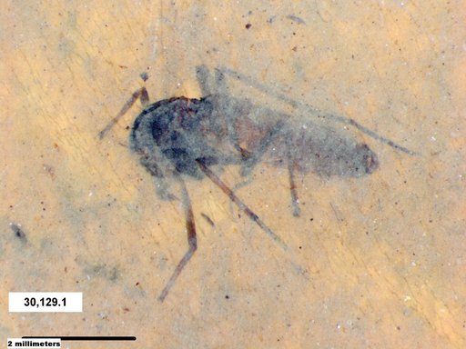 Diptera