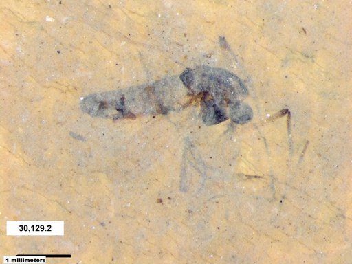 Diptera