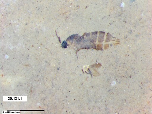 Insecta