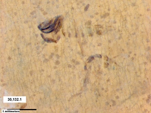 Chaoboridae