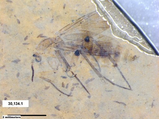 Diptera