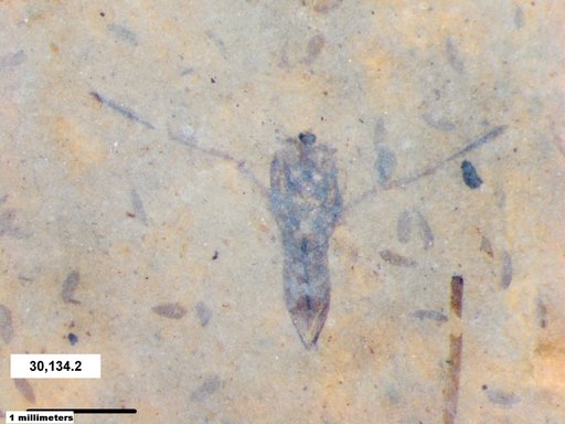 Notonectidae