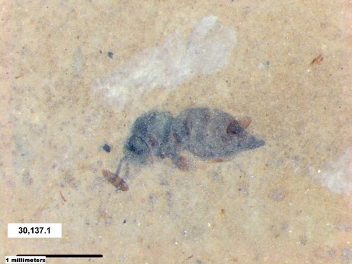 Genus sp