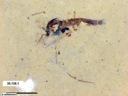 Genus sp