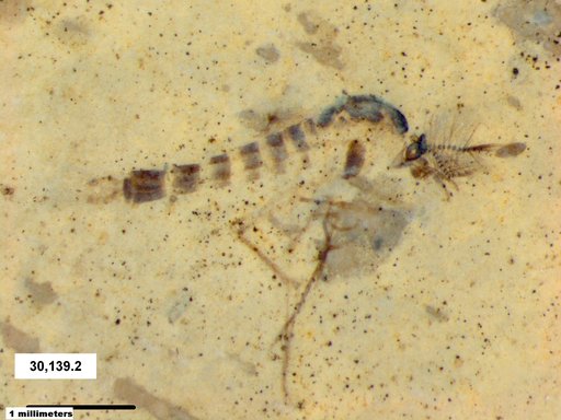 Chaoboridae