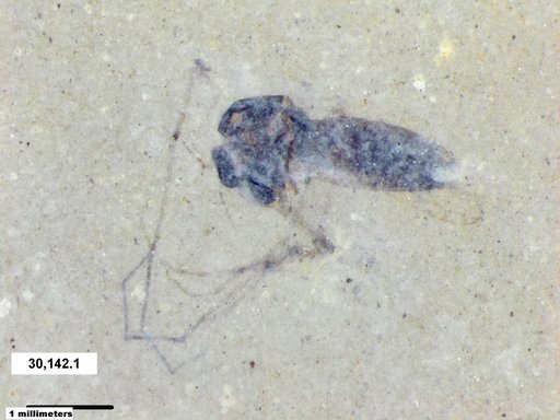 Diptera