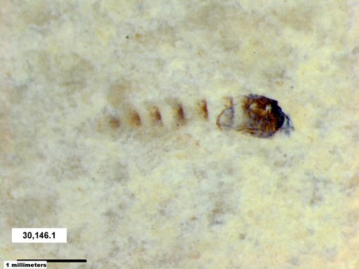 Genus sp