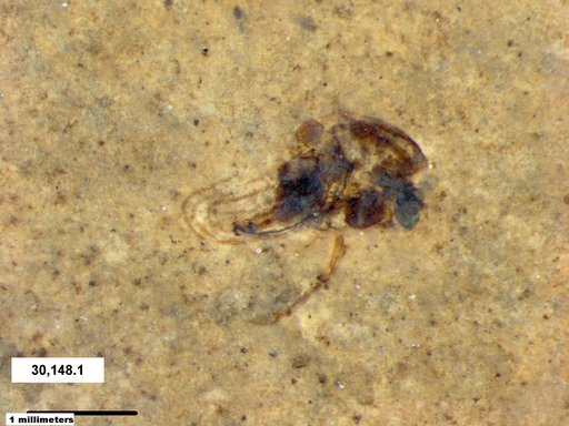Genus sp