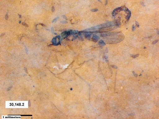 Diptera