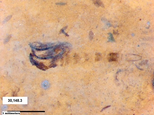 Chaoboridae
