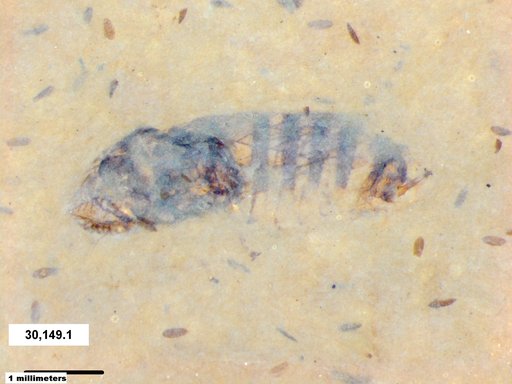 Insecta