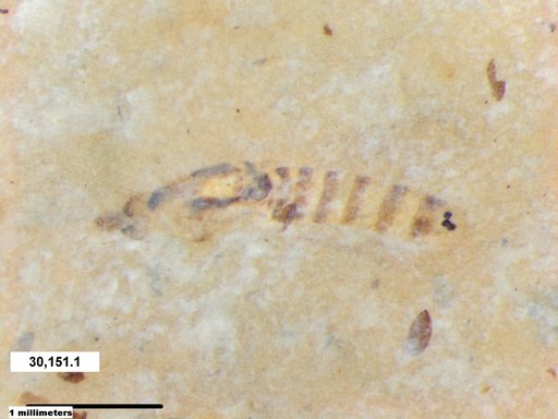Diptera