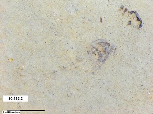 Genus sp