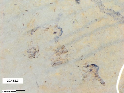 Genus sp