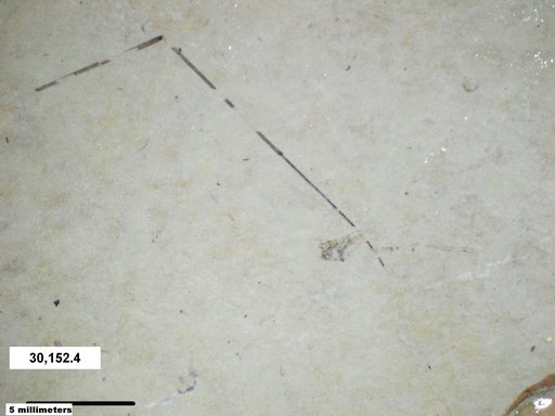 Genus sp