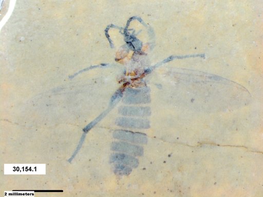 Genus sp