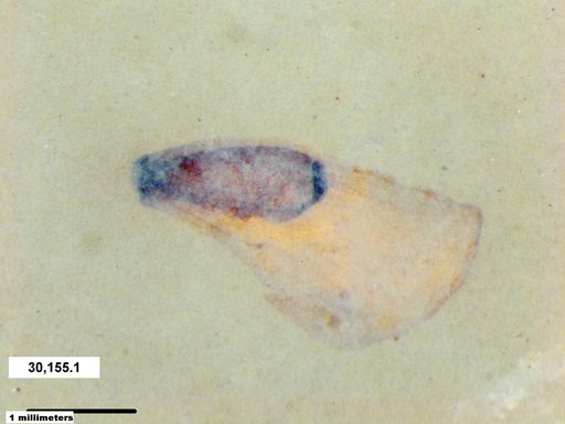 Tracheophyta
