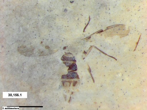 Diptera