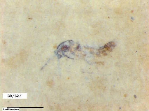 Diptera
