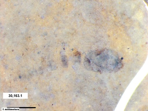 Genus sp