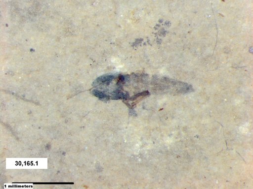 Diptera