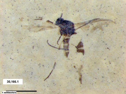 Diptera