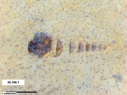 Genus sp