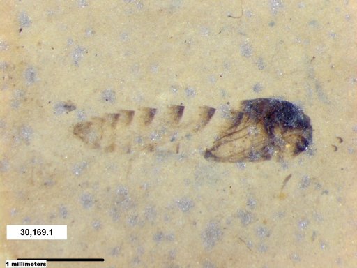 Genus sp