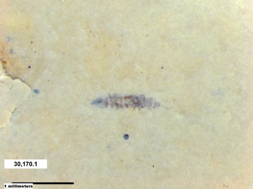 Genus sp