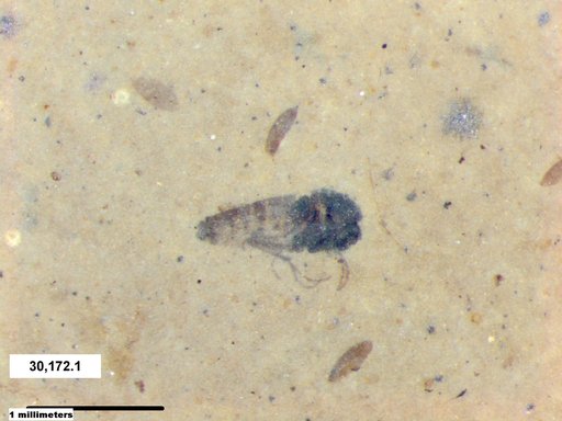 Diptera