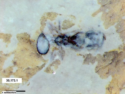 Insecta