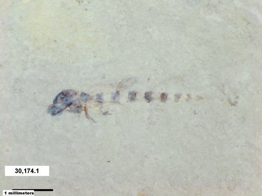 Diptera