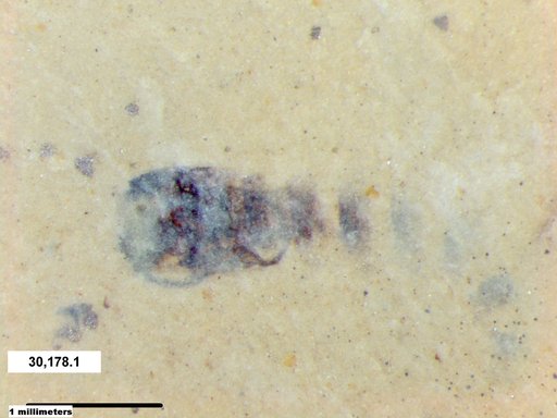 Genus sp