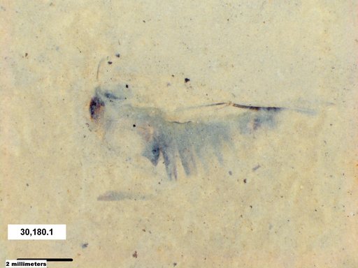 Corixidae