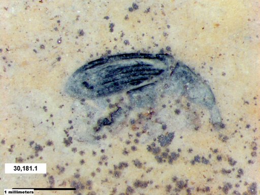 Genus sp