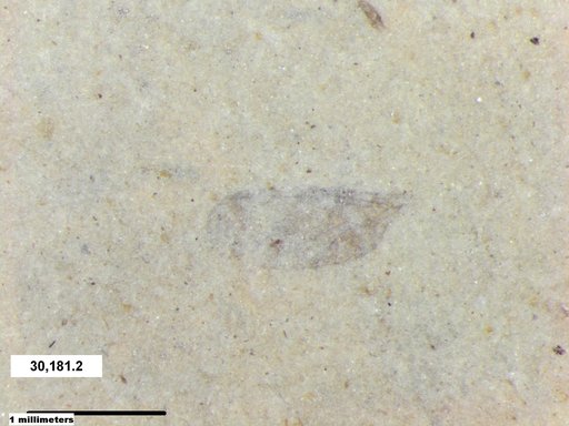 Diptera