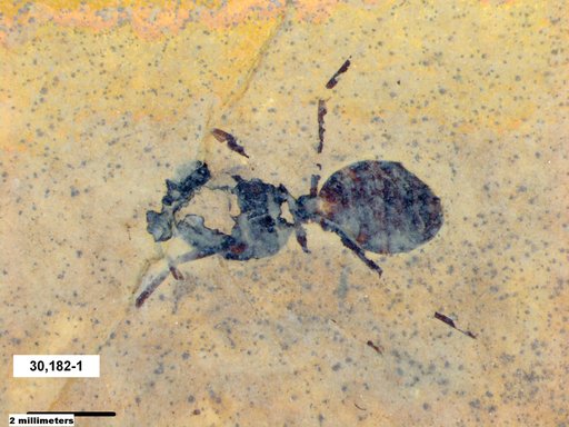 Formicidae